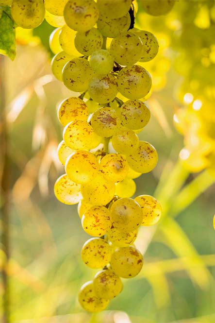 raisin blanc Sauvignon, Domaine Paradisio